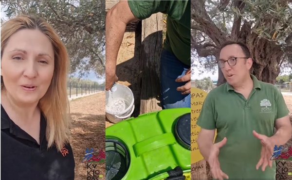 Let's go to see how the Kyklopas courtyard is going to beautify (video)
