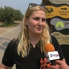 Thraki net: Thousands of olive trees burnt in Makri and Dikella - Ancient olive grove saved (video)