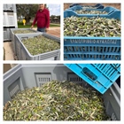We started out! To make an appointment in Kyklopas olive oil press 2551071271.