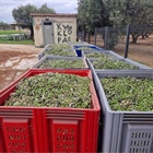 A slew of green olives from Kyklopas’ fields! Ready for olive production!! (video)