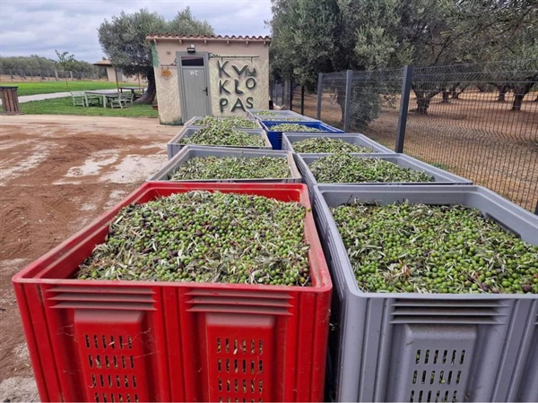 A slew of green olives from Kyklopas’ fields! Ready for olive production!! (video)