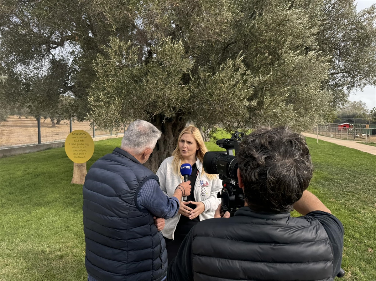Ert news – We answer to all the questions about the olive oil adulteration (video)