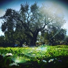 Spring in kyklopas estates