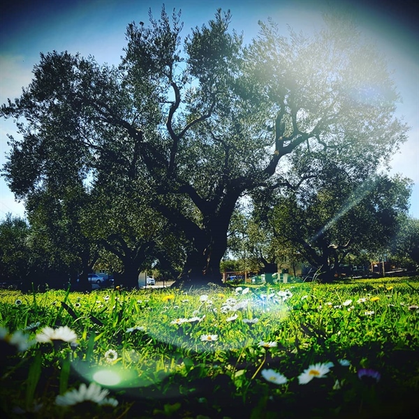 Spring in kyklopas estates