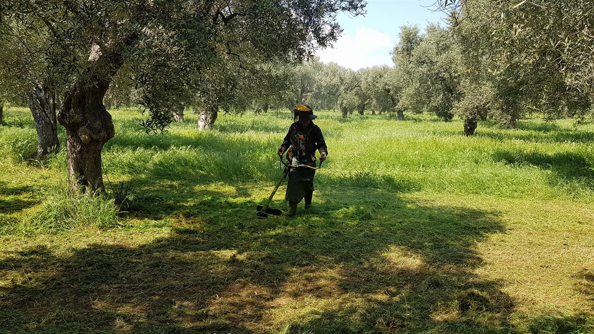 We do not use chemicals to fight off unwanted weeds and grasses (video)