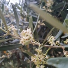 #blooming (photos)