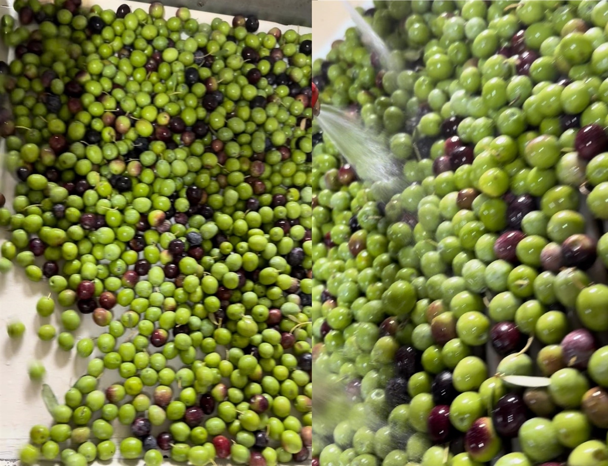 Good morning from the Kyklopas Olive Mill! We keep on doing what we know best..  ! (video)