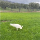 Δουλεύουμε πολύ αλλά τουλάχιστον ξεφεύγει το μυαλό με ωραίες εικόνες .(video)