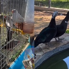 Κyklopas Farm - something new -video