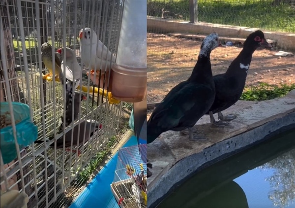 Κyklopas Farm - something new -video