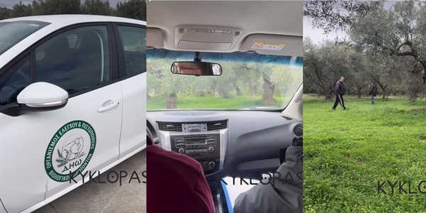 Annual inspection by DIO in the organic olive groves of Kyklopas.(video)