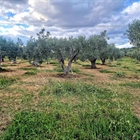 Στους Ελαιώνες του Κύκλωπα η φύση είναι ο καλύτερος μας συνεργάτης.