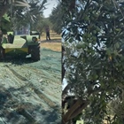 Good morning from the fields ...Enjoy olive picking!