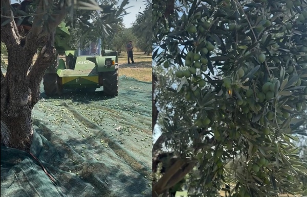 Good morning from the fields ...Enjoy olive picking!