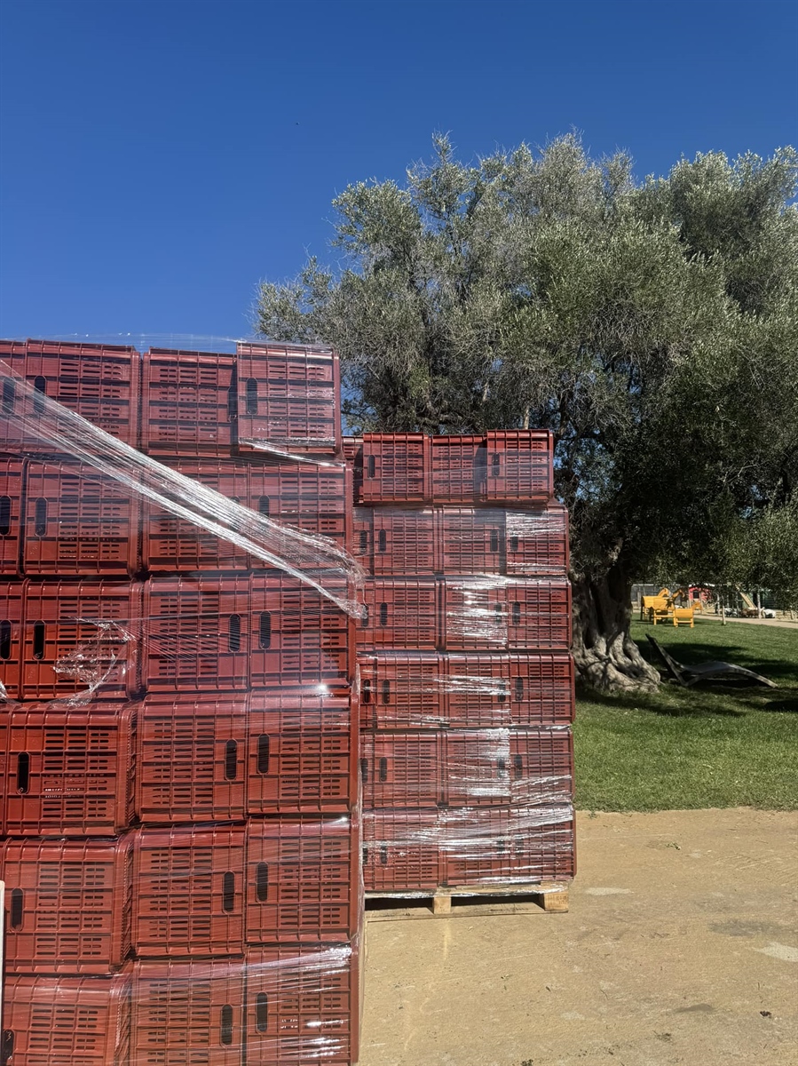 New olive crates have just arrived in Kyklopas for all those who want to use them