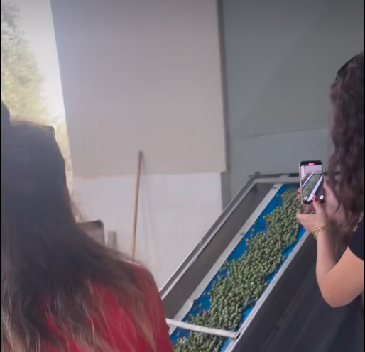 Famous before born ! Kyklopas early harvest 🍈🍈(video)