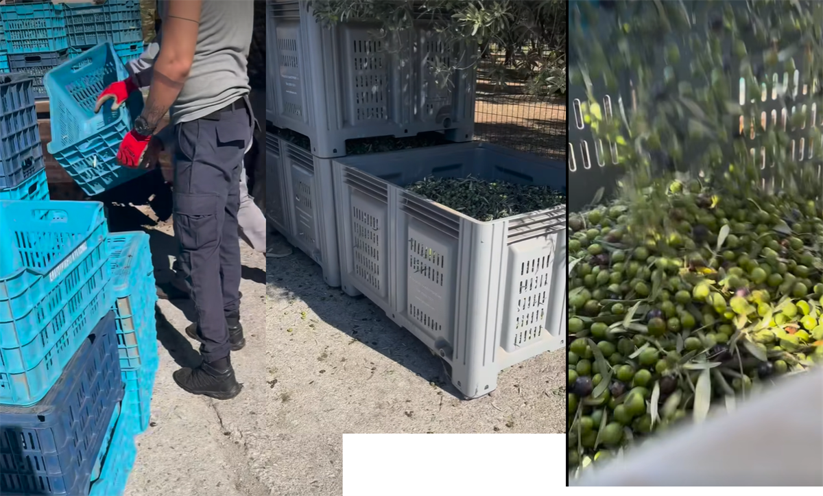 At Kyklopas Olive Oil Mill there are big containers where you can ... (video)