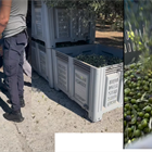 At Kyklopas Olive Oil Mill there are big containers where you can ... (video)