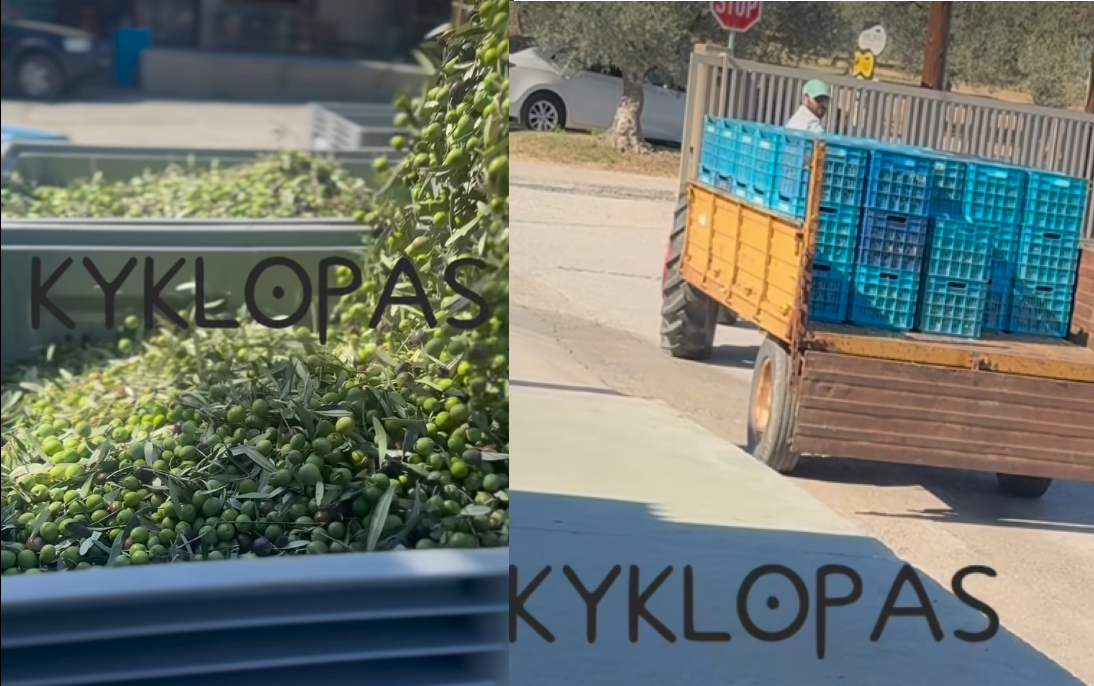 Olive oil extraction in one hour from collection! Quality Kyklopas (video)