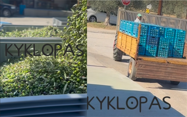 Olive oil extraction in one hour from collection! Quality Kyklopas (video)