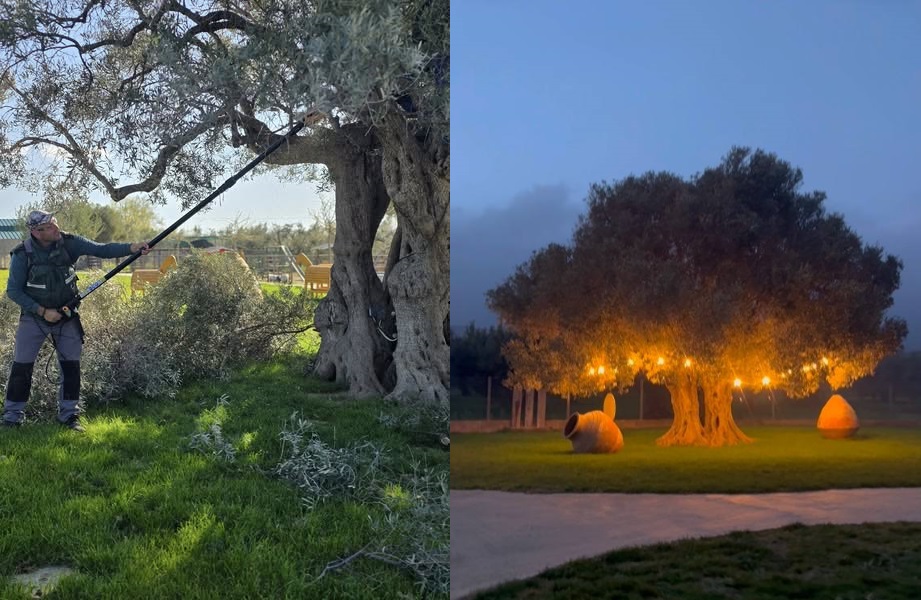 Σήμερα κλαδεψαμε με σεβασμό και φροντίδα τον γίγαντά μας, μια υπεραιωνόβια ελιά σχεδόν 1.000 ετών!