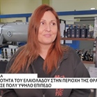 The quality of olive oil in the region of Thrace is at a very high level (video)