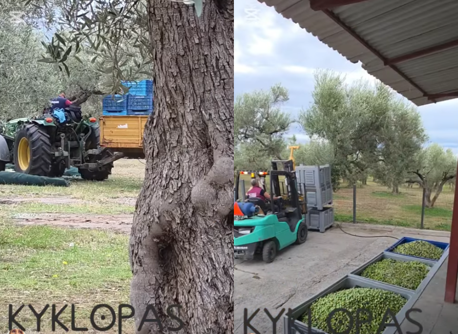 Από το χωράφι, κατευθείαν για ελαιοποιηση! (video )