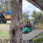 Από το χωράφι, κατευθείαν για ελαιοποιηση! (video )