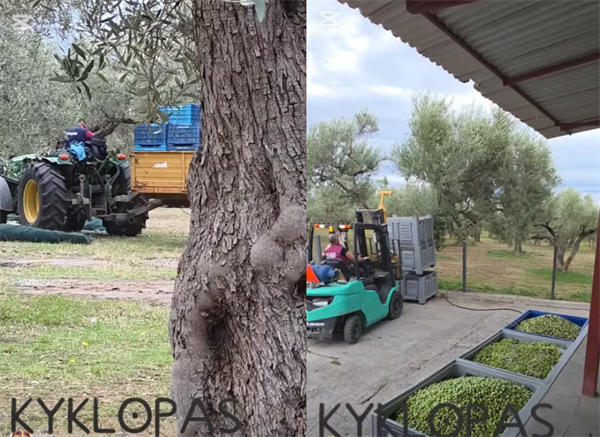 From the field, straight to the olive mill! Ages (video )