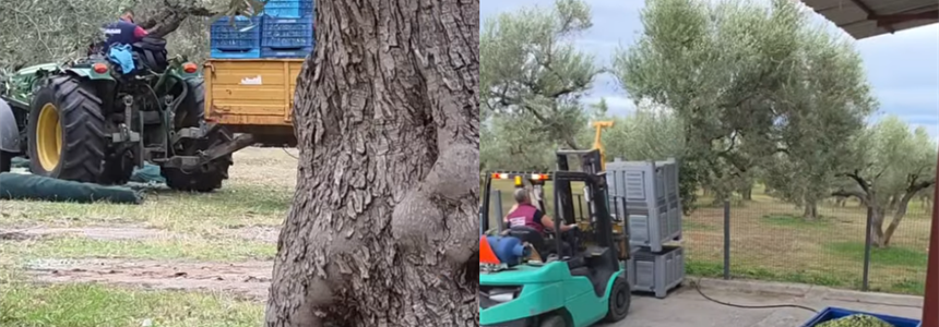 Από το χωράφι, κατευθείαν για ελαιοποιηση! (video )