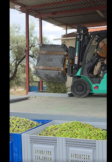 🌿 Olive Milling at Kyklopas! (video)