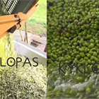 Kyklopas : clean, organized, and ready for your olives! (video)
