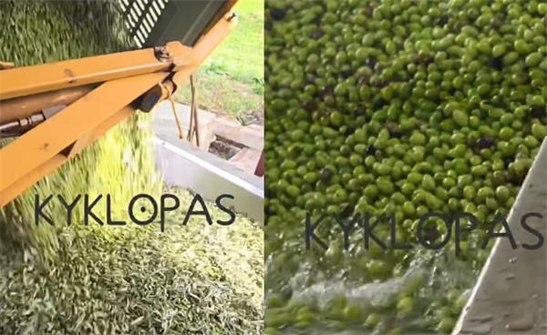 Kyklopas : clean, organized, and ready for your olives! (video)