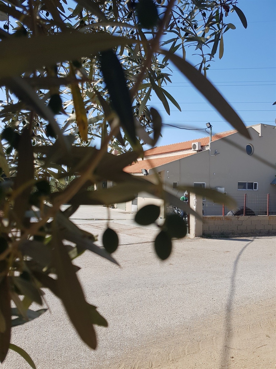 New born Makris Olives