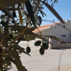 New born Makris Olives