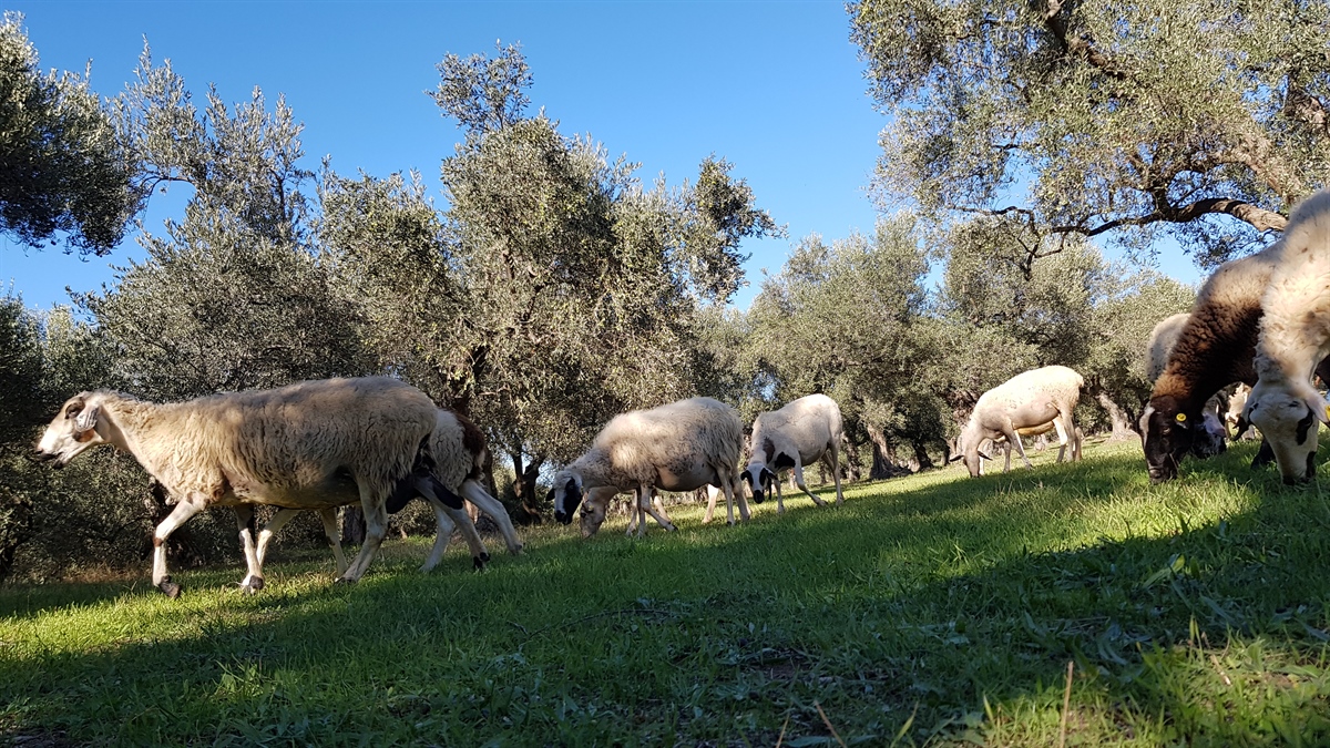 Κτήματα Κύκλωπας ... (φωτογραφίες και βιντεο)