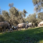 Κτήματα Κύκλωπας ... (φωτογραφίες και βιντεο)