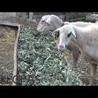 Ελαιοτριβείο Κύκλωπας - τι συμβαίνει με τα φύλλα ελιάς μετα την ελαιοποίηση ? (βίντεο)