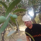 Kyklopas Estates!  Daily inspection of the Dacus fruit fly traps!