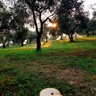 Amazing photos at 7am this morning from our organic olive groves!