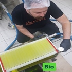 Kyklopas Bio Olive Oil production !