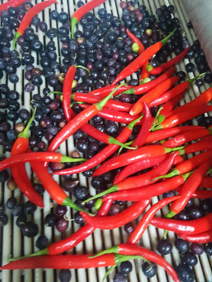 Kyklopas Dressings: Chili Production!Yes, I am red and I like it.