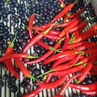 Kyklopas Dressings: Chili Production!Yes, I am red and I like it.