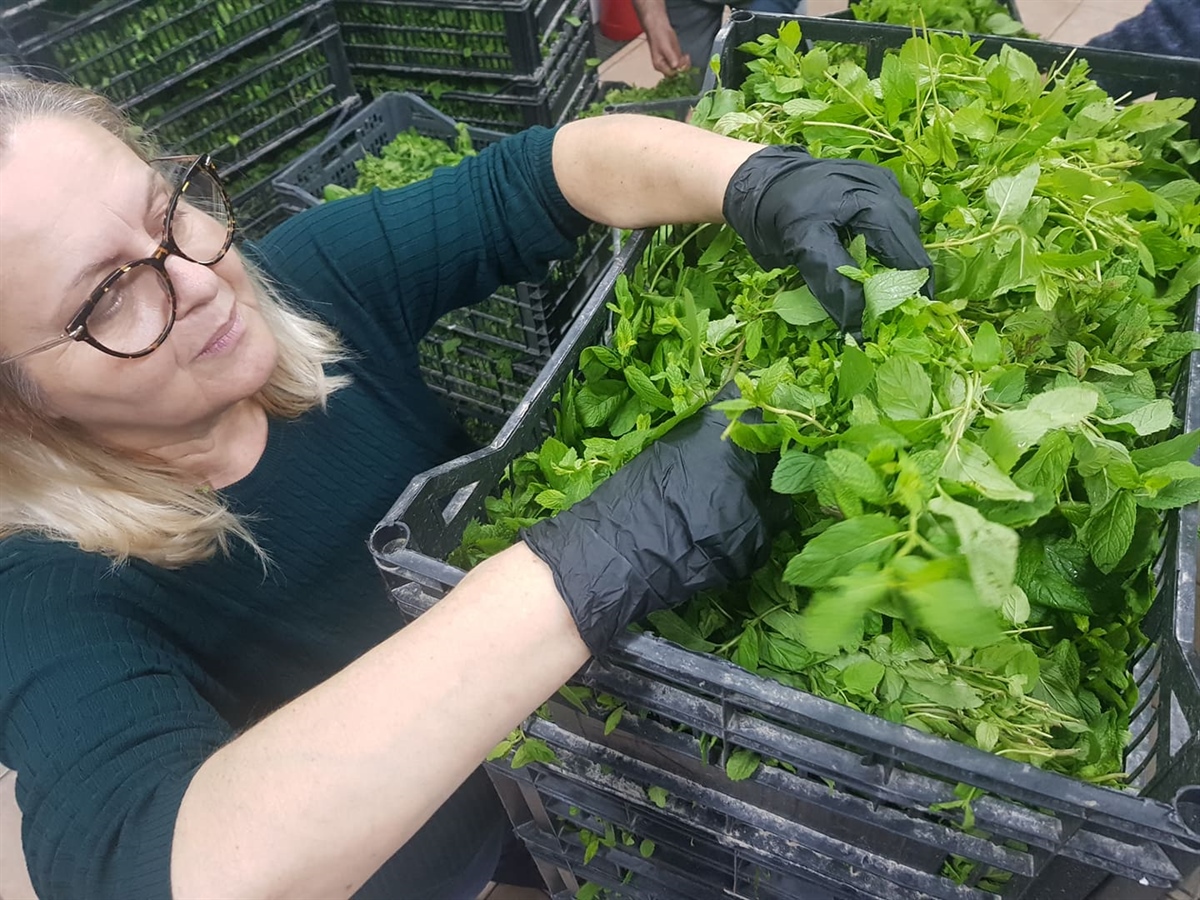 Kyklopas Dressings: Spearmint and Ginger production !By the way, the spearmint tastes divine