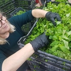 Kyklopas Dressings: Spearmint and Ginger production !By the way, the spearmint tastes divine