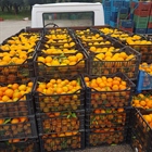 Kyklopas Dressings: Orange Production!
