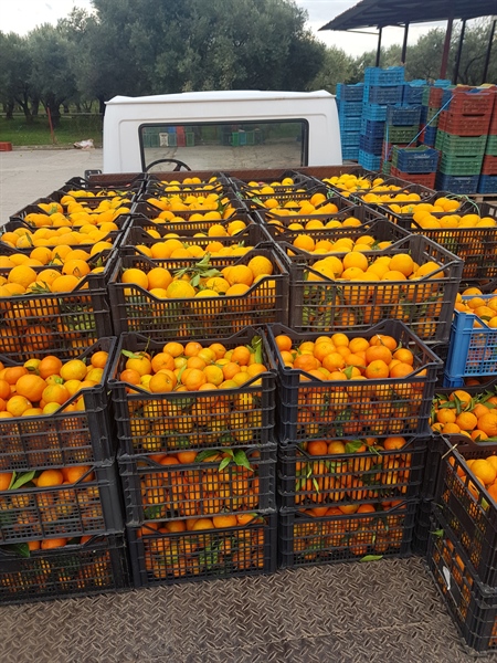 Kyklopas Dressings: Orange Production!