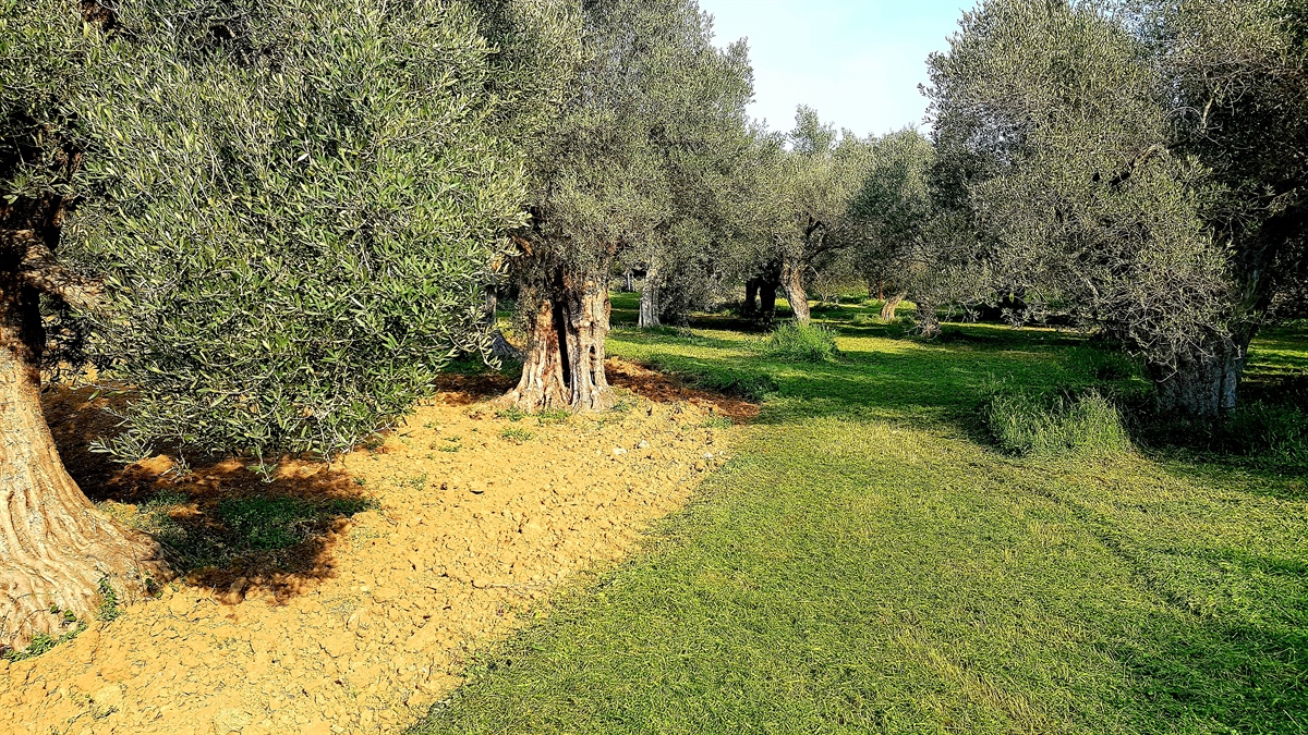 Alternative olive grove soil management.