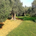 Alternative olive grove soil management.