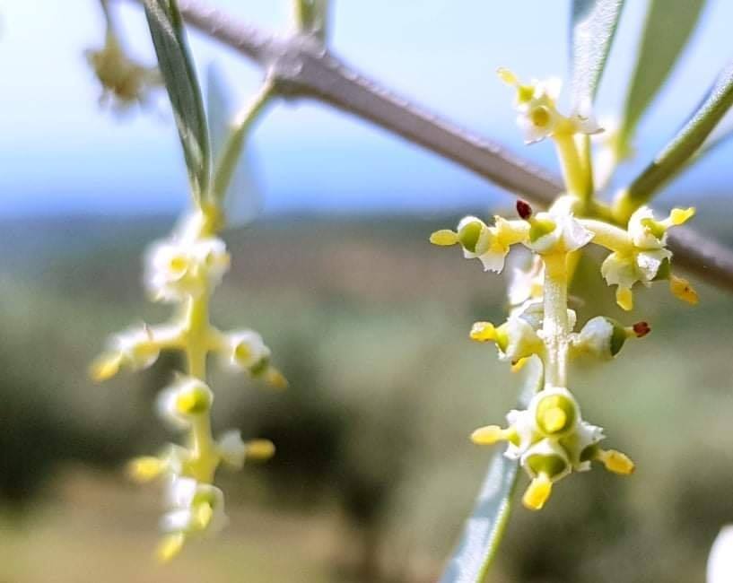 Just born Makri olives!